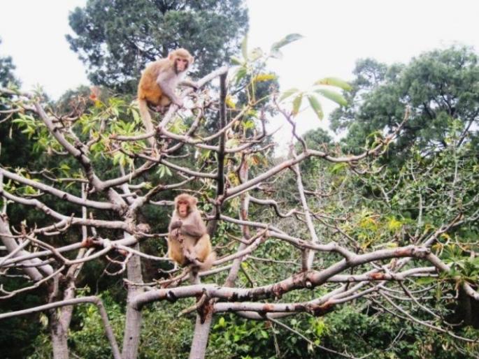 Steps of 'Shiv Peek Rakshan Yojana' to help farmers in forested areas | वनव्याप्त क्षेत्रातील शेतकऱ्यांच्या मदतीसाठी 'शिव पीक रक्षण योजने'चे पाऊल Steps of 'Shiv Peek Rakshan Yojana' to help farmers in forested areas | वनव्याप्त क्षेत्रातील शेतकऱ्यांच्या मदतीसाठी 'शिव पीक रक्षण योजने'चे पाऊल