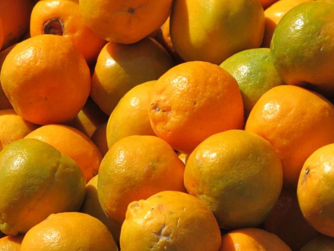 'Citrus Estate' to be estabilshed in Vidarbha like Punjab | पंजाबच्या धर्तीवर विदर्भात होणार ‘सिट्रस इस्टेट’ 'Citrus Estate' to be estabilshed in Vidarbha like Punjab | पंजाबच्या धर्तीवर विदर्भात होणार ‘सिट्रस इस्टेट’