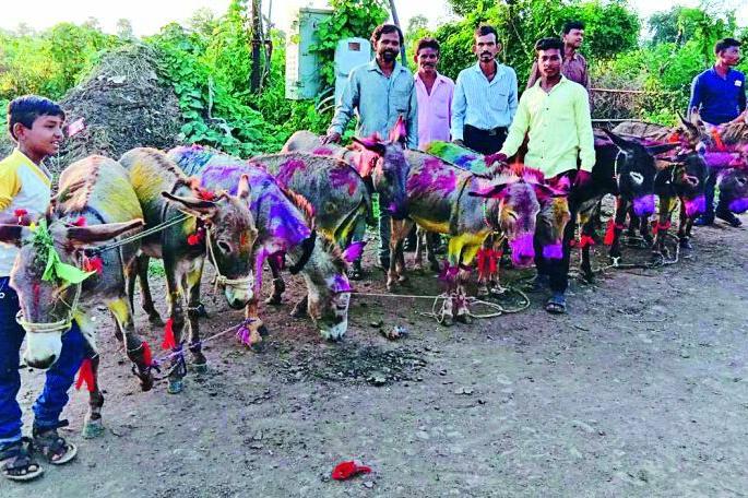 Amarnath district celebrated tractor and donkeys POLA | अमरावती जिल्ह्यात साजरा झाला ट्रॅक्टर आणि गाढवांचा पोळा