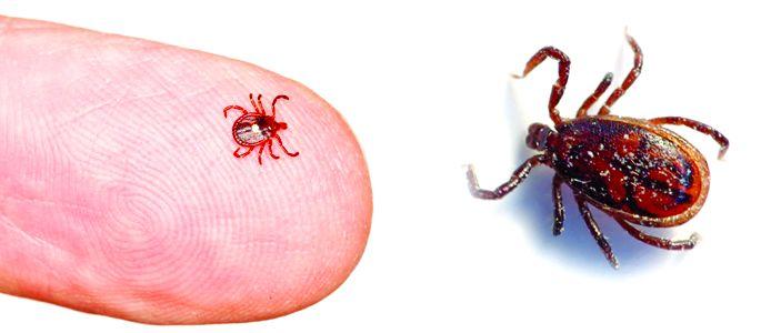 Six children in the grip of 'Scrab Typhus' in Nagpur | नागपूर : ‘स्क्रब टायफस’च्या विळख्यात सहा चिमुकले