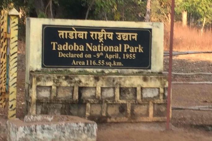 Four new entrances for tourists to be opened in Tadoba buffer zone | ताडोबा बफर झोनमध्ये सुरू होणार पर्यटकांसाठी चार नवे प्रवेशद्वार Four new entrances for tourists to be opened in Tadoba buffer zone | ताडोबा बफर झोनमध्ये सुरू होणार पर्यटकांसाठी चार नवे प्रवेशद्वार