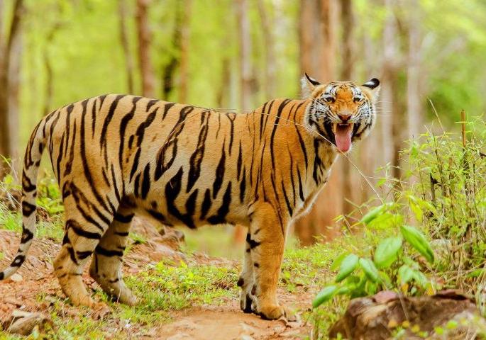 Mobile hospital available in the villages of Tadoba Tiger Project | ताडोबा व्याघ्र प्रकल्पलगतच्या गावांमध्ये फिरते रूग्णालय उपलब्ध Mobile hospital available in the villages of Tadoba Tiger Project | ताडोबा व्याघ्र प्रकल्पलगतच्या गावांमध्ये फिरते रूग्णालय उपलब्ध