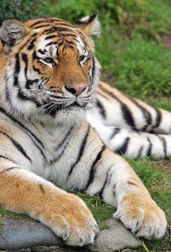 Monitoring through Camera Trap for the protection of Nawab in Amravati | अमरावतीमधील नवाबच्या संरक्षणार्थ कॅमेरा ट्रॅपद्वारे मॉनिटरिंग Monitoring through Camera Trap for the protection of Nawab in Amravati | अमरावतीमधील नवाबच्या संरक्षणार्थ कॅमेरा ट्रॅपद्वारे मॉनिटरिंग