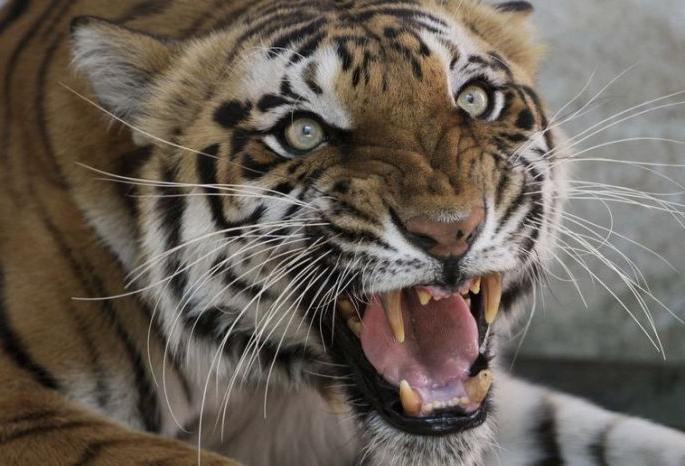 Shopkeeper killed in Tiger attack in Chandrapur district; Buffer area events | चंद्रपूर जिल्ह्यात वाघाच्या हल्ल्यात दुकानदार ठार; बफर क्षेत्रातील घटना Shopkeeper killed in Tiger attack in Chandrapur district; Buffer area events | चंद्रपूर जिल्ह्यात वाघाच्या हल्ल्यात दुकानदार ठार; बफर क्षेत्रातील घटना