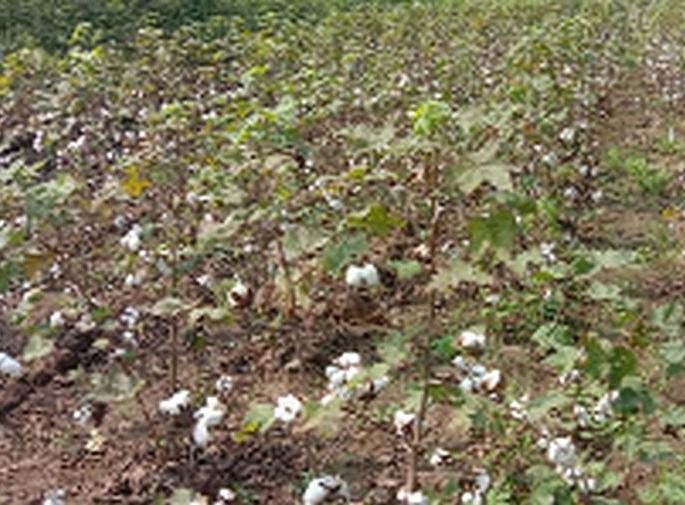 Cotton burst; But the workers did not get it | कापूस फुटला; पण मजूर मिळेना  Cotton burst; But the workers did not get it | कापूस फुटला; पण मजूर मिळेना
