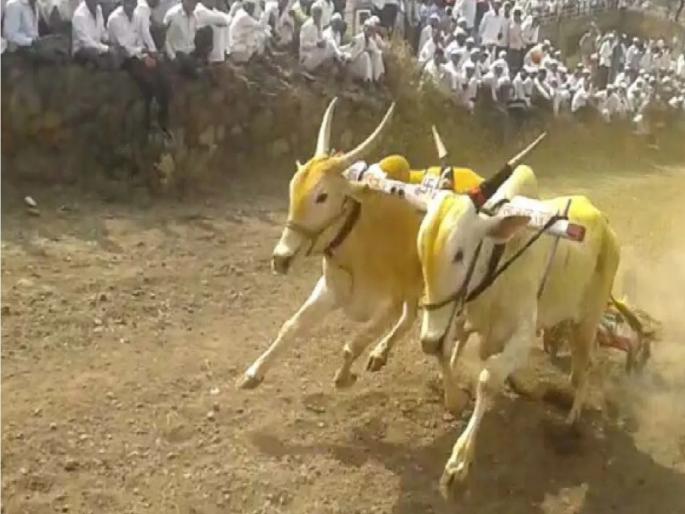 180 bullock carts participated in the bullock cart race | बैलगाडा शर्यती १८० बैलगाड्यांनी घेतला सहभाग 180 bullock carts participated in the bullock cart race | बैलगाडा शर्यती १८० बैलगाड्यांनी घेतला सहभाग