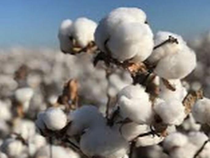Increase in cotton area in the district | जिल्ह्यात कपाशीच्या क्षेत्रात वाढ Increase in cotton area in the district | जिल्ह्यात कपाशीच्या क्षेत्रात वाढ