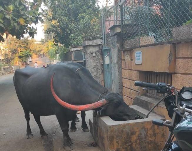 Remove the animal's thirst quenching tank, notice to the animal-loving family | जनावरांची तहान भागविणारा हौद हटवा, प्राणीप्रेमी कुटूंबाला नोटीस