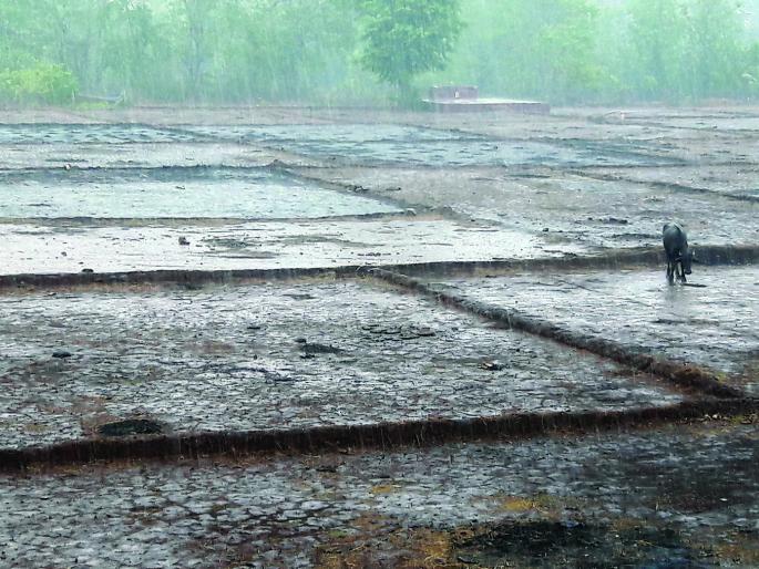Rainfall with thunders of heat in Vaibhavavadi | वैभववाडीत विजांच्या कडकडाटासह पाऊस Rainfall with thunders of heat in Vaibhavavadi | वैभववाडीत विजांच्या कडकडाटासह पाऊस