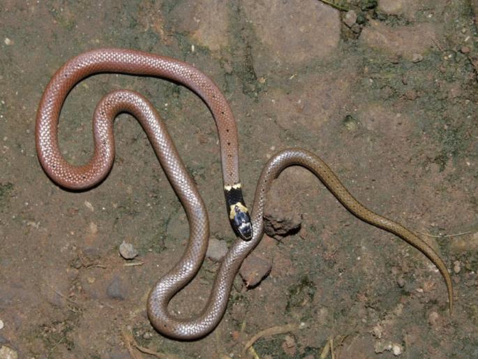 Rare black toned non venomous snake found in selection in Gaganbawda kolhapur district | Kolhapur: गगनबावड्यातील निवडेत आढळला दुर्मीळ काळतोंड्या बिनविषारी सर्प, तालुक्यात प्रथमच नोंद 