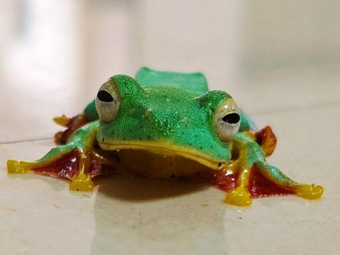 Malabar Gliding Frog found in Kudal hospital, surprised to find it in December instead of rainy season | कुडाळच्या रुग्णालयात आढळला उडणारा 'मलबार ग्लायडिंग फ्रॉग', पावसाळी हंगामाऐवजी डिसेंबरमध्ये आढळल्याने आश्चर्य Malabar Gliding Frog found in Kudal hospital, surprised to find it in December instead of rainy season | कुडाळच्या रुग्णालयात आढळला उडणारा 'मलबार ग्लायडिंग फ्रॉग', पावसाळी हंगामाऐवजी डिसेंबरमध्ये आढळल्याने आश्चर्य