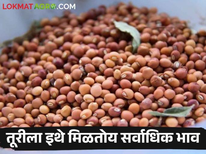 Turi is getting more than 12 thousand prices in these five market committees, know.. | या पाच बाजारसमितीत तूरीला मिळतोय १२ हजारांहून अधिक भाव, जाणून घ्या.. Turi is getting more than 12 thousand prices in these five market committees, know.. | या पाच बाजारसमितीत तूरीला मिळतोय १२ हजारांहून अधिक भाव, जाणून घ्या..
