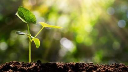 The forest department has saved a quarter of a million trees to increase oxygen | ऑक्सिजन वाढविण्यासाठी वनविभागाने जगविली सव्वातीन लाख झाडे The forest department has saved a quarter of a million trees to increase oxygen | ऑक्सिजन वाढविण्यासाठी वनविभागाने जगविली सव्वातीन लाख झाडे