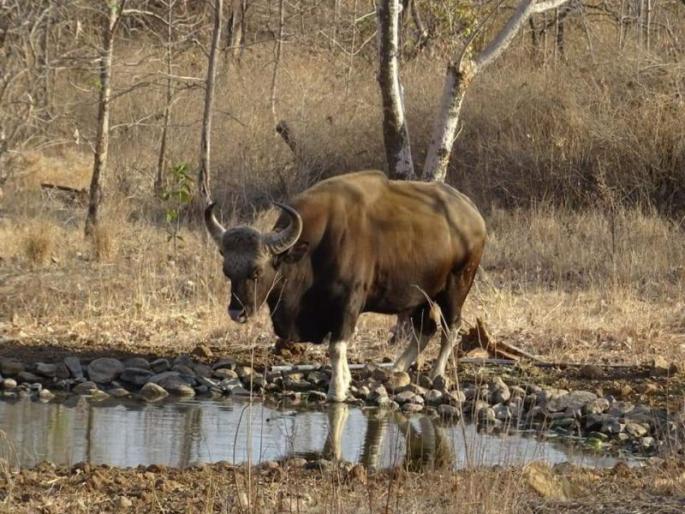 Pleasant ... 17 thousand 186 animals in Melghat | सुखद...मेळघाटात १७ हजार १८६ प्राण्यांचे दर्शन Pleasant ... 17 thousand 186 animals in Melghat | सुखद...मेळघाटात १७ हजार १८६ प्राण्यांचे दर्शन