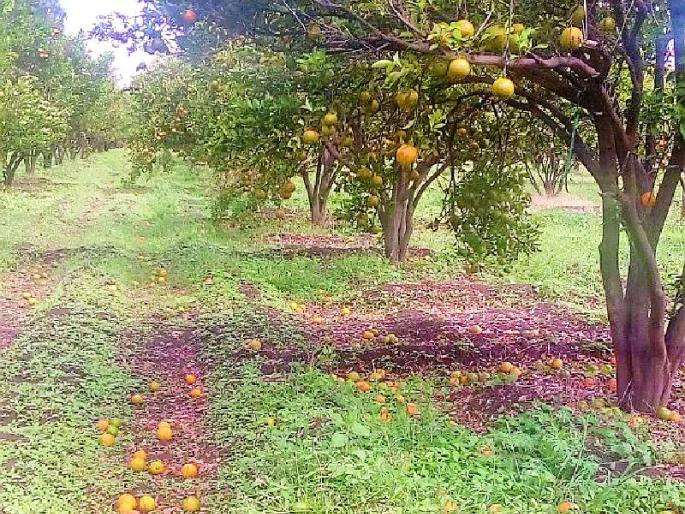 When will I get government approved orange subsidy? | शासनाने मंजूर केलेले संत्रा अनुदान मिळणार केव्हा? When will I get government approved orange subsidy? | शासनाने मंजूर केलेले संत्रा अनुदान मिळणार केव्हा?