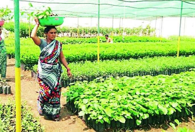 Nine lakhs of trees are suitable for global warming | वृक्षलागवडीसाठी नऊ लाख रोपे, ग्लोबल वार्मिंगसाठी उपयुक्त Nine lakhs of trees are suitable for global warming | वृक्षलागवडीसाठी नऊ लाख रोपे, ग्लोबल वार्मिंगसाठी उपयुक्त