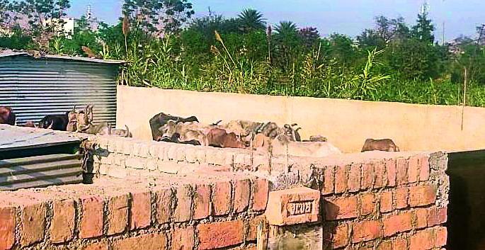 Invalid tagline in red line | लालखडीत अवैध क त्तलखाने Invalid tagline in red line | लालखडीत अवैध क त्तलखाने