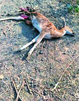 In the last two months, three chicks were killed in an accident | दोन महिन्यांत अपघातात तीन चितळ ठार