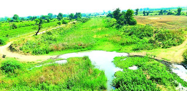 Due to waterfalls, the breath of rivers suffers | जलपर्णीमुळे नद्यांचा श्वास गुदमरला Due to waterfalls, the breath of rivers suffers | जलपर्णीमुळे नद्यांचा श्वास गुदमरला