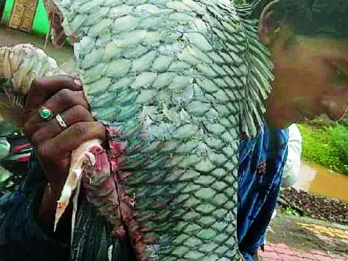 The fish in the dam fell out with water | धरणातील मासोळ्या पाण्याबरोबर पडल्या बाहेर The fish in the dam fell out with water | धरणातील मासोळ्या पाण्याबरोबर पडल्या बाहेर