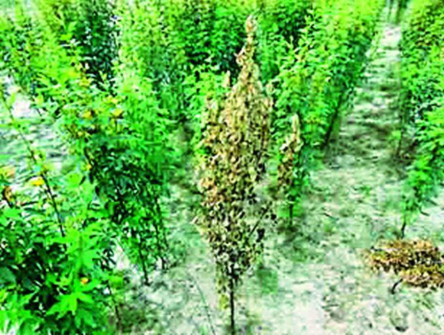 Lack of humidity in the soil; Tirivar 'dar' | जमिनीत आर्द्रतेचा अभाव; तुरीवर ‘मर’ Lack of humidity in the soil; Tirivar 'dar' | जमिनीत आर्द्रतेचा अभाव; तुरीवर ‘मर’