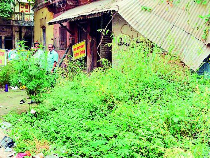 Sage surrounded by an image of 'Shree' image | ‘श्रीं’च्या प्रतिमेला कचºयाचा वेढा Sage surrounded by an image of 'Shree' image | ‘श्रीं’च्या प्रतिमेला कचºयाचा वेढा