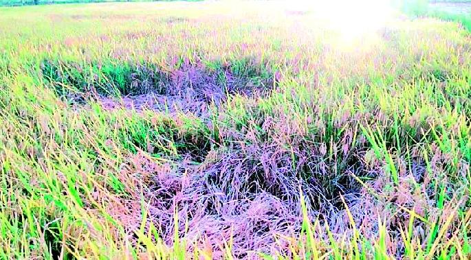 Infection of summer grains | उन्हाळी धानाला तुडतुड्याची लागण Infection of summer grains | उन्हाळी धानाला तुडतुड्याची लागण