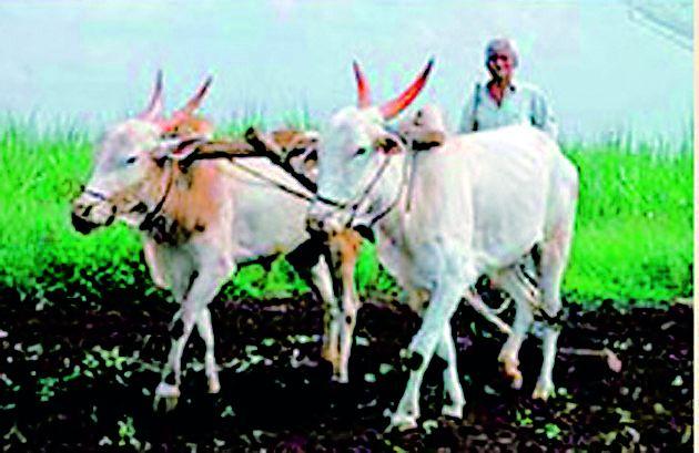 Lack of water for agriculture | शेतीसाठी पाण्याचा अभाव Lack of water for agriculture | शेतीसाठी पाण्याचा अभाव