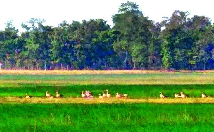 Foreign visitors to bird hunter targets | विदेशी पाहुणे पक्षी शिकाऱ्यांच्या निशाण्यावर