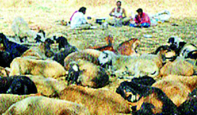 The shepherd business found in the shadow of the drought | दुष्काळाच्या छायेत सापडला मेंढपाळ व्यवसाय The shepherd business found in the shadow of the drought | दुष्काळाच्या छायेत सापडला मेंढपाळ व्यवसाय
