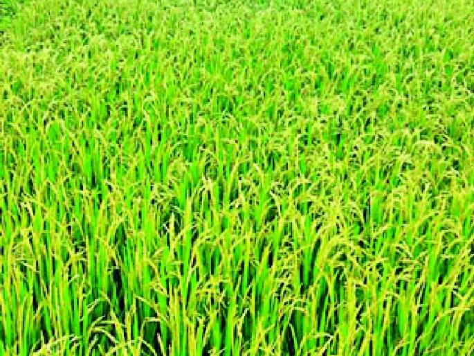 The district receives 90 percent rainfall so far | जिल्ह्यात आतापर्यंत ९६ टक्के पाऊस The district receives 90 percent rainfall so far | जिल्ह्यात आतापर्यंत ९६ टक्के पाऊस