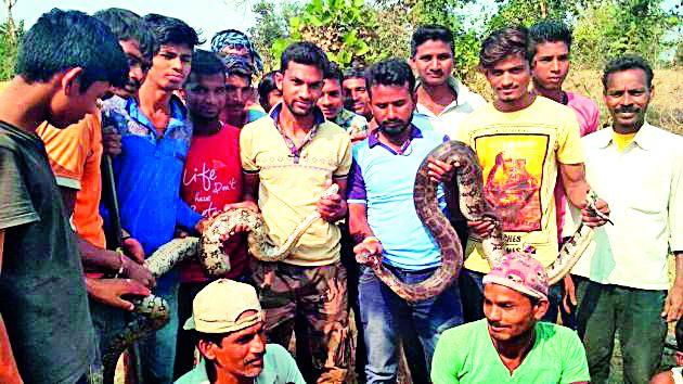 150 live life spell of snakes | वर्षभरात १५० सापांना जीवनदान 150 live life spell of snakes | वर्षभरात १५० सापांना जीवनदान