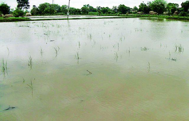Rain paddy in danger | पावसाने धानपीक धोक्यात Rain paddy in danger | पावसाने धानपीक धोक्यात