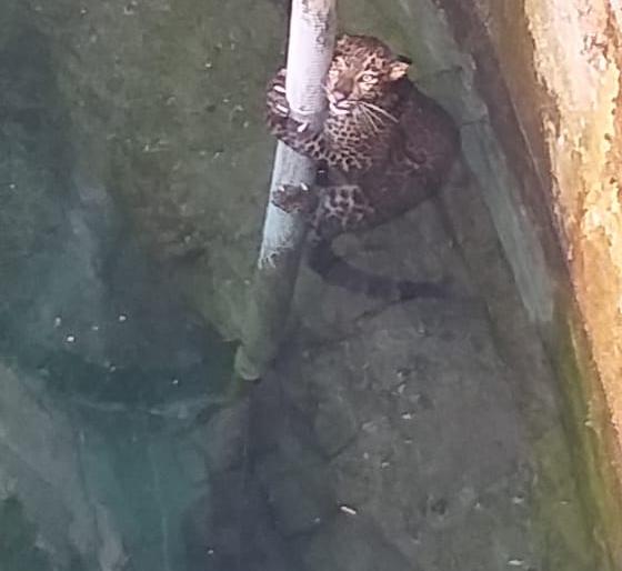 The leopard fell into the well, the forest officer, the employee at the spot | Video -विहिरीत पडलेला बिबट्याचा बछडा अखेर बाहेर, वन अधिकाऱ्यांची घटनास्थळी धाव The leopard fell into the well, the forest officer, the employee at the spot | Video -विहिरीत पडलेला बिबट्याचा बछडा अखेर बाहेर, वन अधिकाऱ्यांची घटनास्थळी धाव