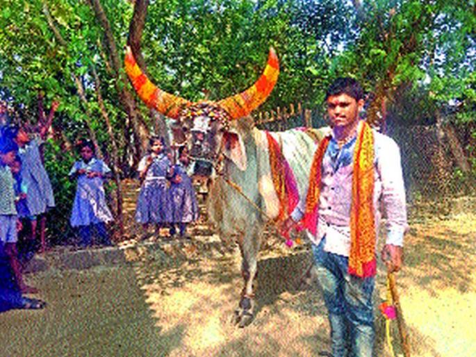 Peth: Practicing Business; Nandibela appeared to be working hard to cope with the family's burden | पेठ : व्यवसायाला अवकळा; कुटुंबाचा भार सोसण्यासाठी कसरत नंदीबैलाचे दर्शन झाले दुर्मीळ Peth: Practicing Business; Nandibela appeared to be working hard to cope with the family's burden | पेठ : व्यवसायाला अवकळा; कुटुंबाचा भार सोसण्यासाठी कसरत नंदीबैलाचे दर्शन झाले दुर्मीळ