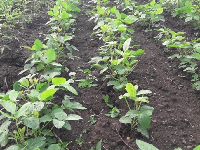 Insect crisis on crops in Buldana district now! | बुलडाणा जिल्ह्यात पिकांवर आता किडीचे संकट! Insect crisis on crops in Buldana district now! | बुलडाणा जिल्ह्यात पिकांवर आता किडीचे संकट!