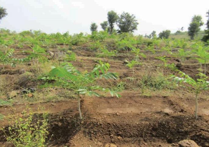 86% of the trees survived under the tree planting scheme | वृक्षलागवड योजनेंतर्गतची ८६ टक्के झाडे जगली 86% of the trees survived under the tree planting scheme | वृक्षलागवड योजनेंतर्गतची ८६ टक्के झाडे जगली