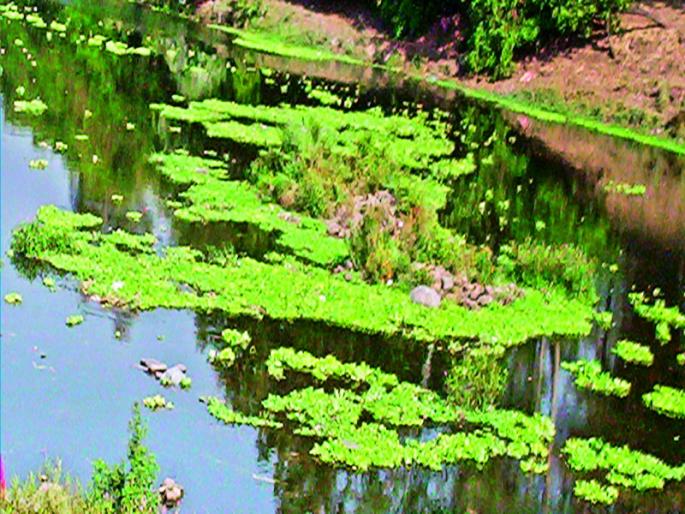 Pimpri city polluted Pavana river water audit on paper! | उद्योगनगरीतील प्रदूषित पवना नदीचे वॉटर ऑडिट कागदावरच!