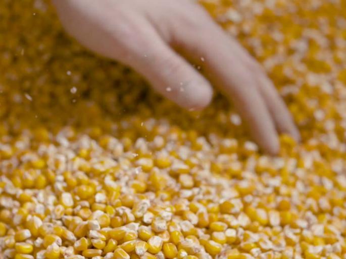 Recipe from maize roti again since February | फेब्रुवारीपासून पुन्हा रेशनमधून मक्याची रोटी Recipe from maize roti again since February | फेब्रुवारीपासून पुन्हा रेशनमधून मक्याची रोटी