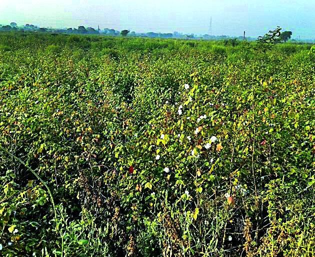 Inconvenience to cotton growers due to crop failure | बोंडअळीच्या प्रादुर्भावाने कापूस उत्पादक अडचणीत Inconvenience to cotton growers due to crop failure | बोंडअळीच्या प्रादुर्भावाने कापूस उत्पादक अडचणीत