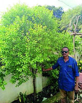 Sandalwood cultivation fat of friends | ध्येयवेड्या मित्रांचा चंदन लागवडीचा वसा Sandalwood cultivation fat of friends | ध्येयवेड्या मित्रांचा चंदन लागवडीचा वसा