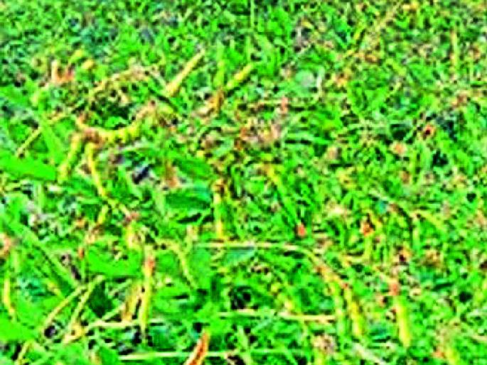 Rabby shock of a cloudy atmosphere | ढगाळ वातावरणाचा रब्बीला फटका Rabby shock of a cloudy atmosphere | ढगाळ वातावरणाचा रब्बीला फटका