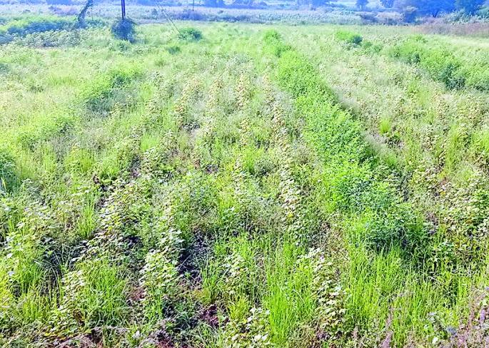 Farmers' planning for the Rabi season collapsed | शेतकऱ्यांचे रबी हंगामातील नियोजन कोलमडले Farmers' planning for the Rabi season collapsed | शेतकऱ्यांचे रबी हंगामातील नियोजन कोलमडले