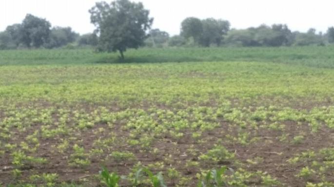 Soybean seeds fail in Samner area | सामनेर परिसरात सोयाबीन बियाणे झाले ‘फेल’ Soybean seeds fail in Samner area | सामनेर परिसरात सोयाबीन बियाणे झाले ‘फेल’
