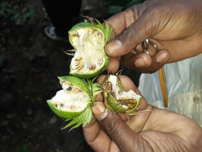 Cotton swab | बोंडअळीने लावली कापसाची वाट