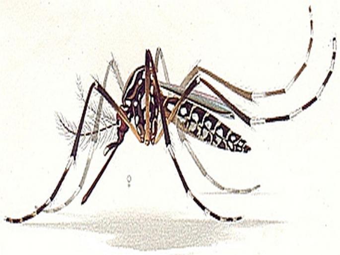 Comprehensive investigation into the city due to dengue outbreak | डेंग्युच्या प्रकोपामुळे शहरात व्यापक तपासणी Comprehensive investigation into the city due to dengue outbreak | डेंग्युच्या प्रकोपामुळे शहरात व्यापक तपासणी