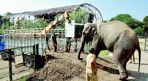 Lakshmi, Saraswati in the zoo of Siddhartha Garden, will be seen in the eyes! | सिद्धार्थ उद्यानाच्या प्राणिसंग्रहालयातील लक्ष्मी, सरस्वती पाणावलेल्या डोळ्यांनी रवाना!   Lakshmi, Saraswati in the zoo of Siddhartha Garden, will be seen in the eyes! | सिद्धार्थ उद्यानाच्या प्राणिसंग्रहालयातील लक्ष्मी, सरस्वती पाणावलेल्या डोळ्यांनी रवाना!