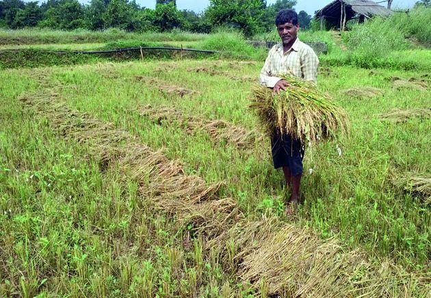  Dhana was flooded with rain | धानाचा कडपा पावसाने भिजला