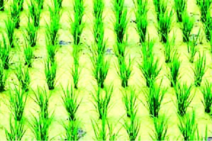 Harvesting of paddy in acreage of 457 acres | ४५७ एकरात सगुणा पद्धतीने धान लागवड