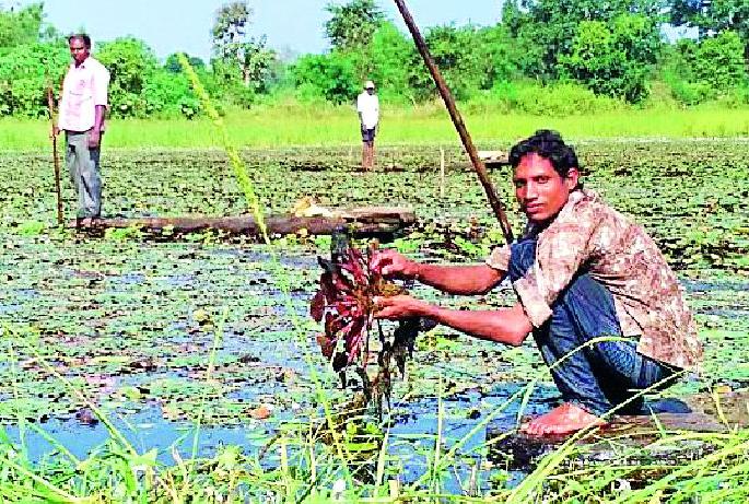 This year, production of horns increased | यंदा शिंगाड्याचे उत्पादन वाढले This year, production of horns increased | यंदा शिंगाड्याचे उत्पादन वाढले